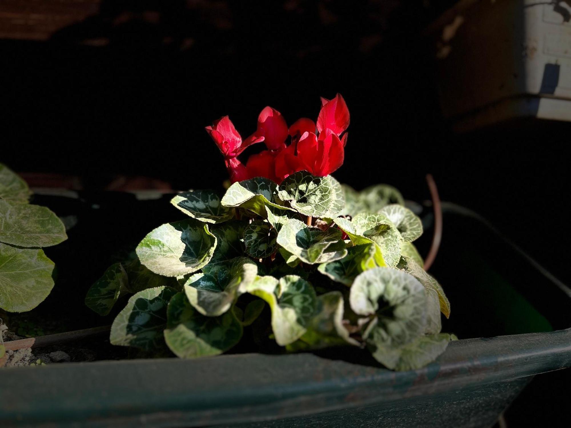 Ahuzat Shaul Seaside Bed and Breakfast Hadera Buitenkant foto